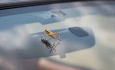 A Cricket, a Windshield, and an Accidental Abduction